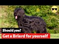 Briard | Should You Get Yourself This Amazing Breed? の動画、YouTube動画。