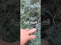 اللهم بارك الشويلاء لو الشيبة حان وقت الاستمتاع بشاء معطر بالشيبة Ytshorts Plants نباتي Garden 