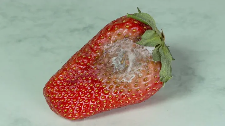 DIGITAL STORY : Energy Transfer between Trophic Levels