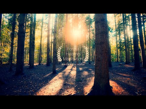 🍃 Forest Healing