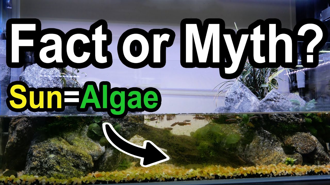 does-sunlight-really-cause-algae-i-did-a-1-month-test-youtube