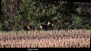 Les Chevreuils De La Jonquerie