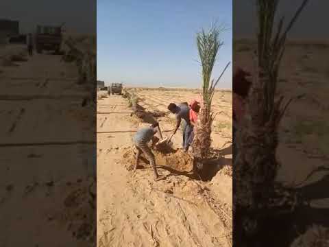 مزارع للايجار او البيع من المالك 01122555553