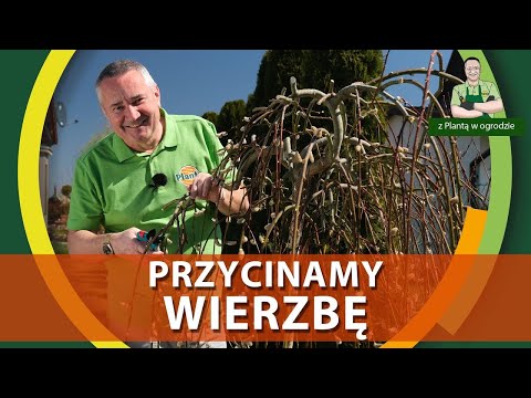 Wideo: Przycinanie wierzby - Dowiedz się więcej o przycinaniu wierzby