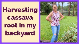 Harvesting Cassava Root In My Back Yard