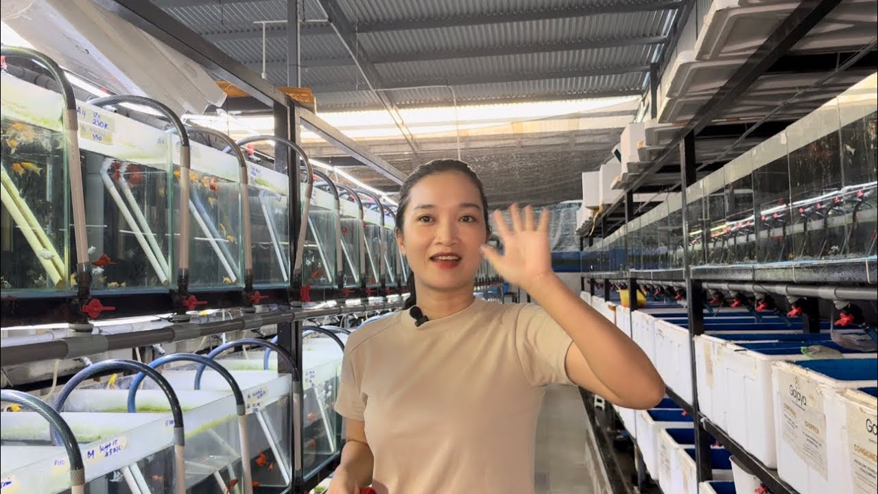 THANH LÝ các dòng cá MOLLY - HUYẾT KIẾM & GUPPY part 8