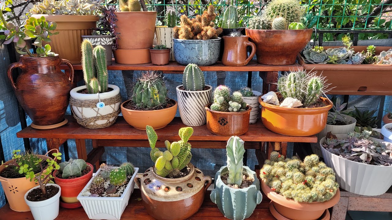 Son Aldığım Kaktüsümün Bakımı