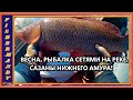 Весна, рыбалка сетями на реке, сазаны нижнего Амура!