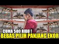 BAHAYA ! MAS BOCIL INI MAKIN DIMUSUHI SATU PASAR JUAL MURAI MH CUMA 500 RB BEBAS PILIH PANJANG EKOR