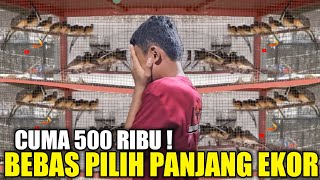 BAHAYA ! MAS BOCIL INI MAKIN DIMUSUHI SATU PASAR JUAL MURAI MH CUMA 500 RB BEBAS PILIH PANJANG EKOR