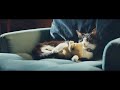 【YKK AP公式】2015「赤ちゃんと猫」篇 30秒 “baby & cat”