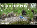 Squirrels, Chipmunks and Friends in a Forest Full of Trilliums - 10 Hour Cat TV - May 27, 2024