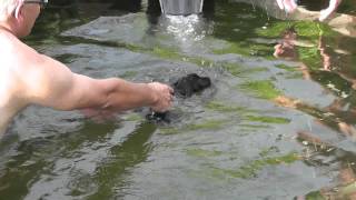 Eerste Zwemles Patterdale Terriër Puppys