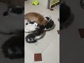 cat family #viral #cat #viralvideo #funny #india #cute #vitalshorts