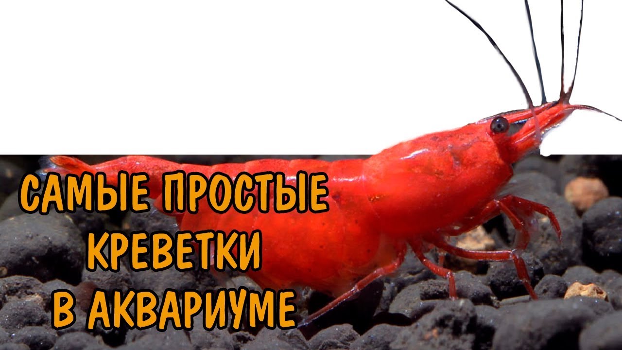 САМЫЕ ПРОСТЫЕ АКВАРИУМНЫЕ КРЕВЕТКИ.ВИШНЯ. CHERRY SHRIMP. Neocaridina heteropoda