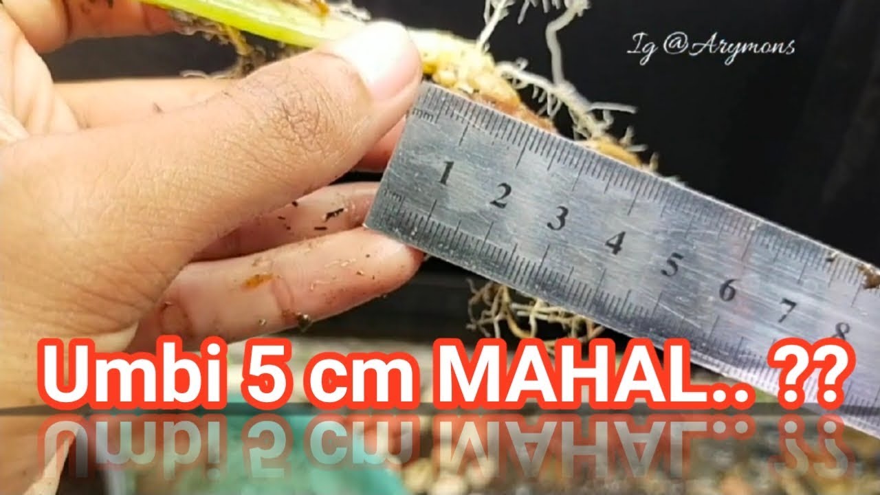 UMBI KUNYIT HITAM 5 CM 