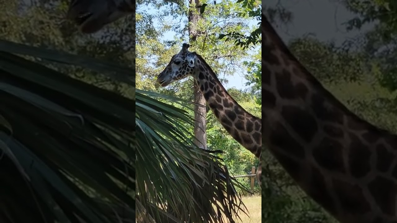 giraffe YouTube