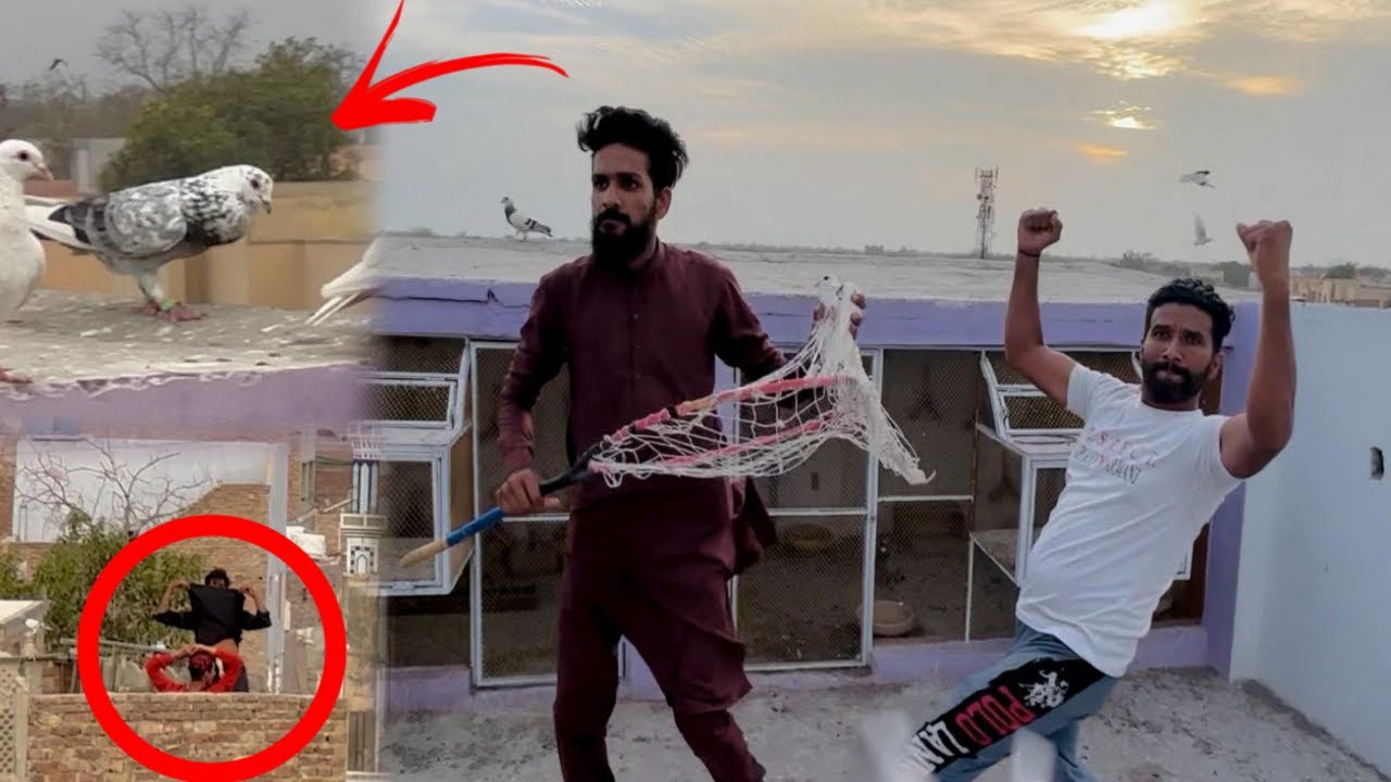 Aaj 3 kabutaron ko utar liya Rafeeq qasai ka Grizzel bhi agya 😳😳