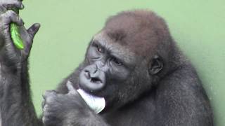 シャバーニ家族 551 Shabani family gorilla