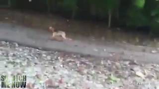 Yorkie saved me from Bigfoot - 2016 - BIGFOOT, SASQUATCH, YETI, CRYPTIDS