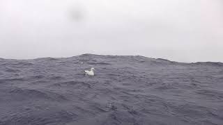 26.03.2019. Альбатрос на воде. Южный океан. Весельная лодка &quot;АКРОС&quot;