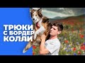 Занимаюсь с Сири 🎙️Трюки и команды на заказ 🐶 В прямом эфире занимаюсь с бордер колли🐕