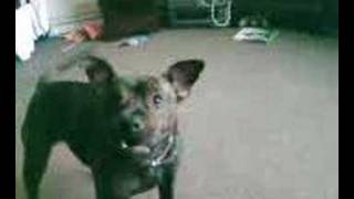 Talking staffy pup. ''mumma'' by essexange 14,067 views 16 years ago 29 seconds