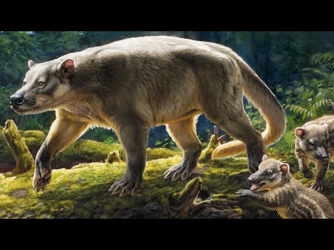 Video: Când au evoluat marsupiale, perioadă?