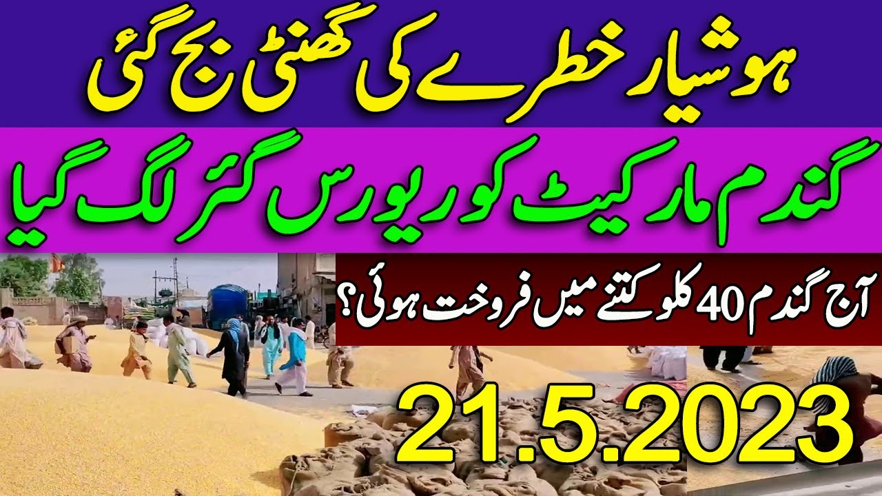 Wheat Rate Today New Update 2023 Gandam Rate Today Punjab Pakistan wheat-rate-today-new-update-2023-gandam-rate-today-punjab-pakistan