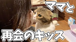 ママと感動の再会！な猫