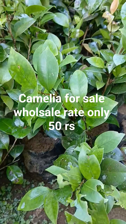 Camellia in wholesale rate #camellias #camellia #plants #outdooplants #plantslover #garden