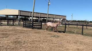 SOLD - 2020 VSCB colt