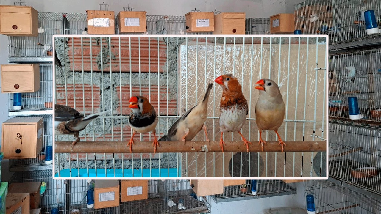 MIS PRIMEROS DIAMANTES MANDARÍN DEL AVIARIO.😎