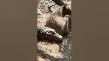 Crocodile #funny #trynotto #reaction #issei0806 #duet #memes #stitch #meme #kid #comedy