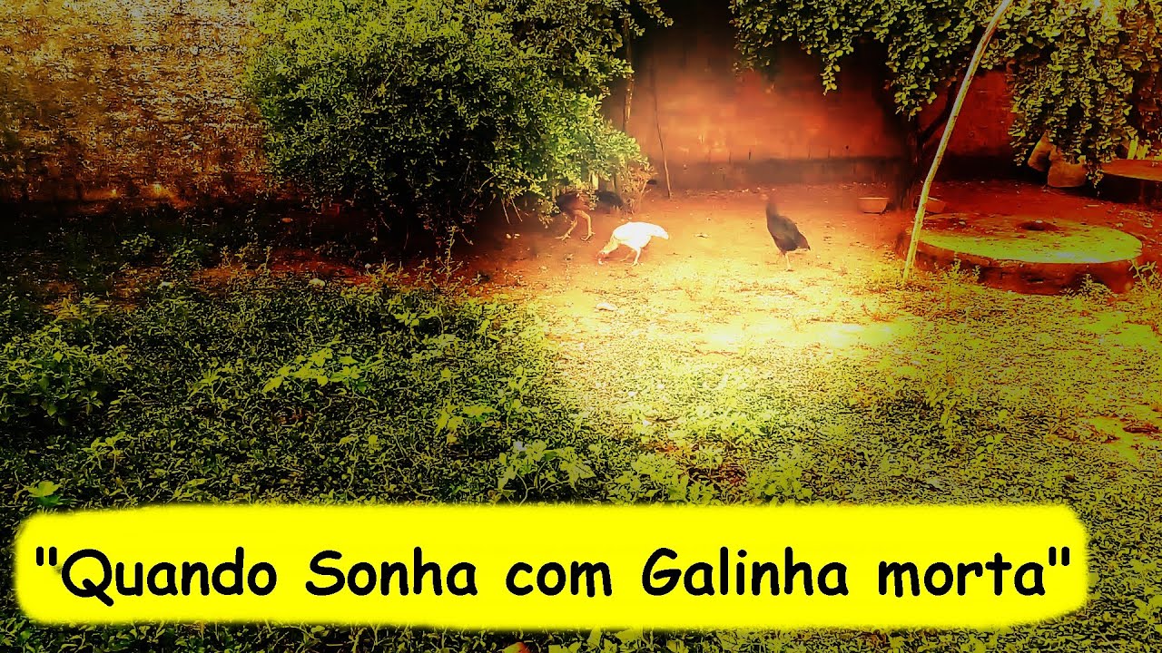 Sonhar com galinha morta, em sua casa, na casa de outra pessoa, na rua ...