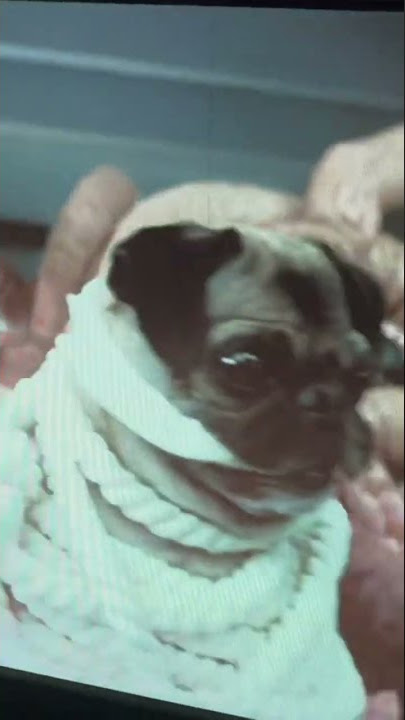 Men in Black II (Frank the Pug) Calls Serleena Xath a Bitch