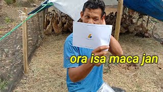 Dapat surat cinta di kandang bebek