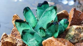 I found emerald flowers. This is a strange coast. seafood