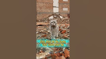 🐱 Chú Mèo Bị Bỏ Quên Vẫn Nhớ Bà #thúcưng #vậtnuôi #chómèohàihước #funny #pets #cat #cute