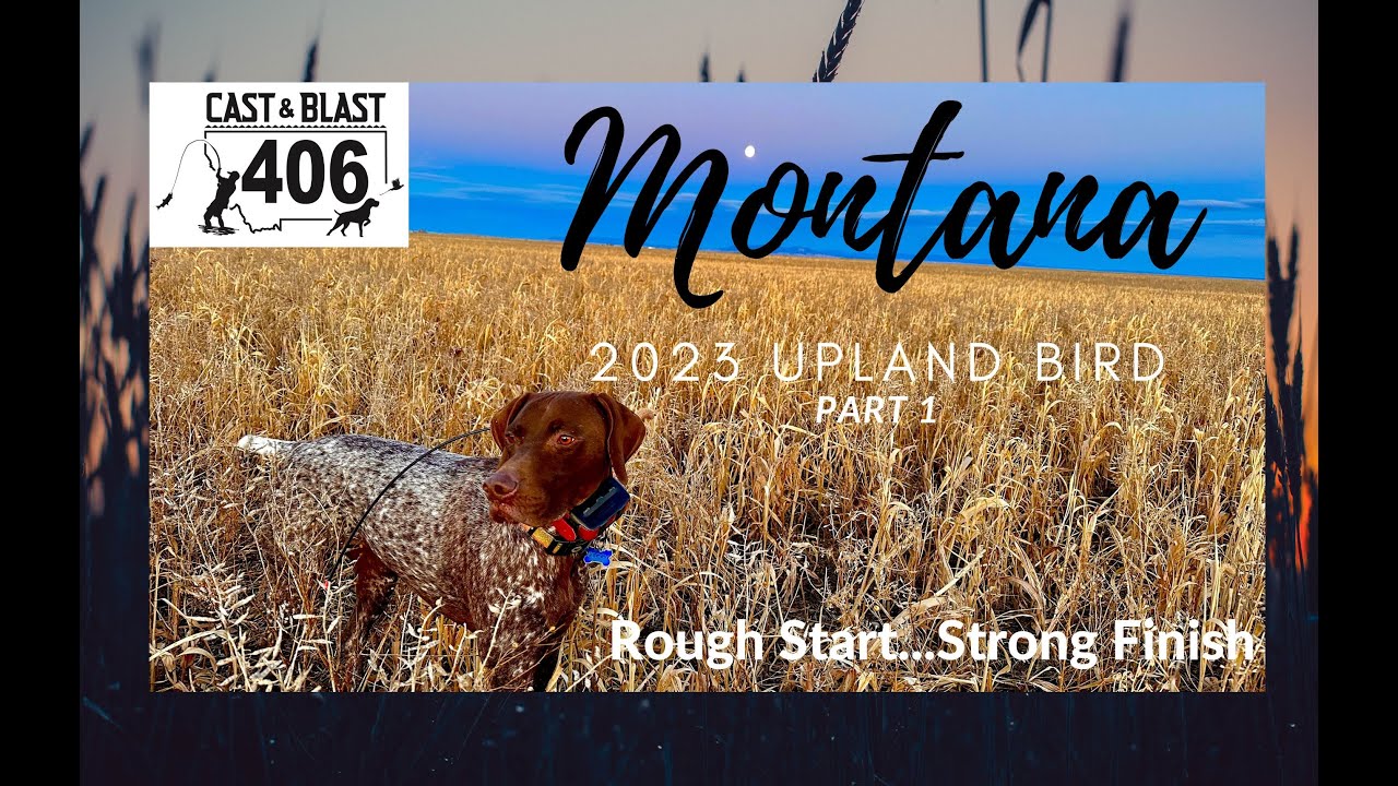 Montana 2023 Upland Bird Season Shaky Start Strong Finish YouTube montana-2023-upland-bird-season-shaky-start-strong-finish-youtube
