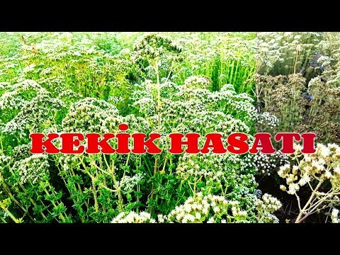 Video: Kekik Hasadı: Kekik Nasıl Toplanır ve Kurutulur