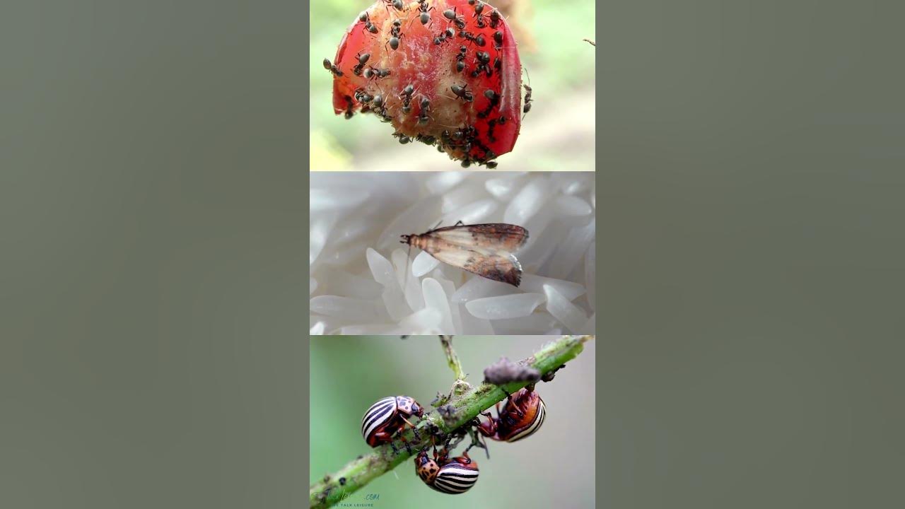Does cinnamon attract bugs#shortsvideo #shorts - YouTube