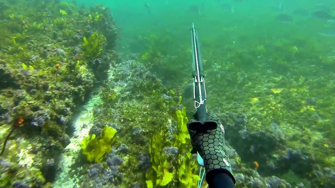 Spearfishing Freshwater Beach