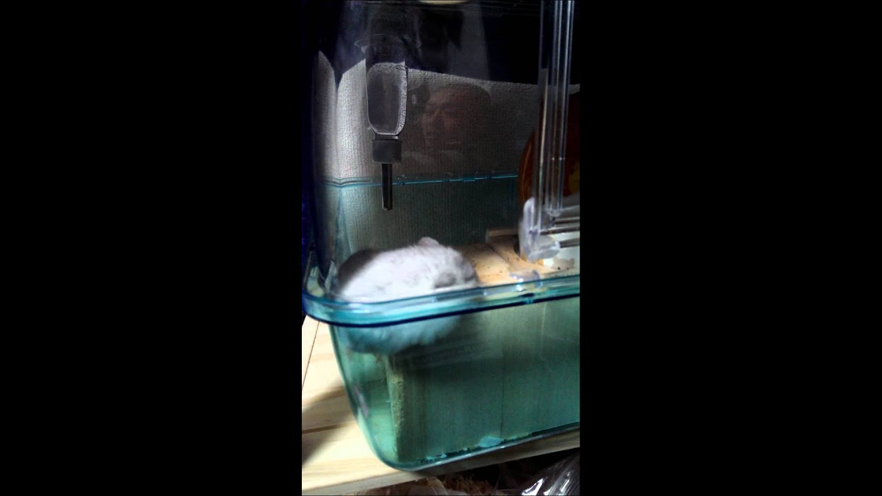 目を開けて寝る？ハムスター YouTube