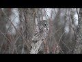 Great Gray Owl Ottawa 2019-03-24