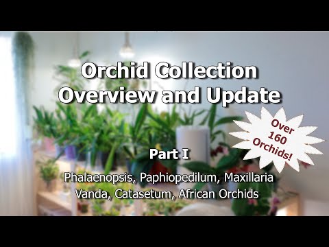 Orchid Collection Overview and Update 2022 - Part 1