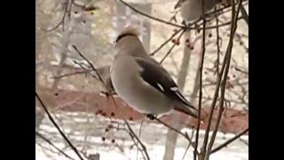 СВИРИСТЕЛЬ (Bombycilla garrulus) СВИРИСТЕЛЬ (Bombycilla garrulus)