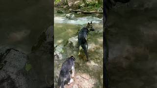 We stumbled on this creek last trip, safe to say, we’re heading back #gsd #dogs #adventure #camping