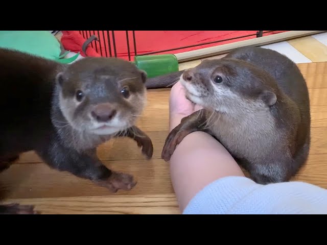 ママの周りに集まるカワウソビンゴとベル/Otter Bingo&Belle gathered around mommy