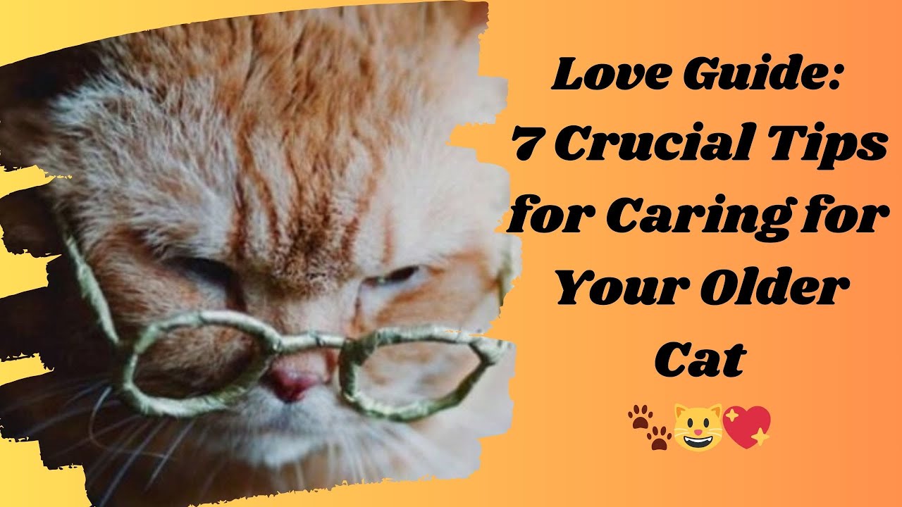 "Watching for Well-Being: 7 Essential Tips for Lovingly Caring for Your Cat in Older Ages! 🐾😺💙"